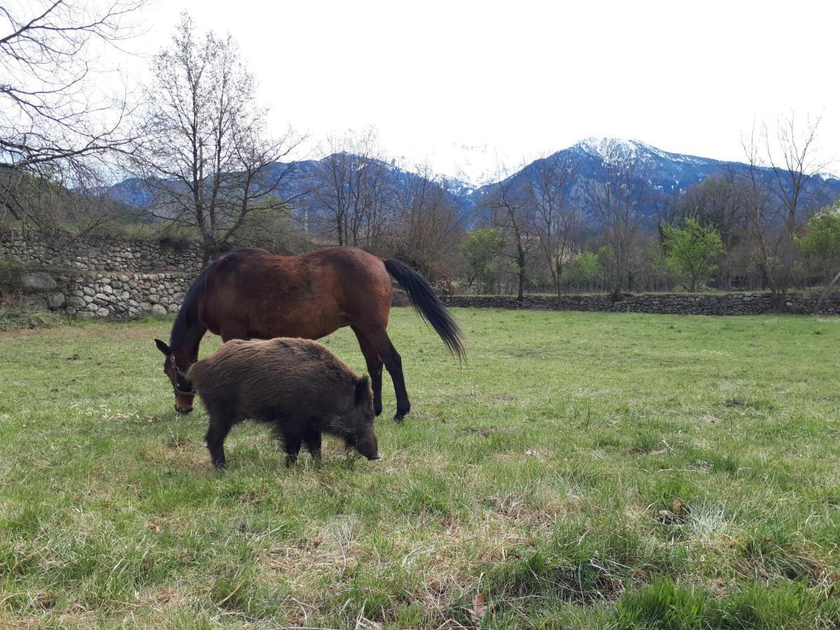 Corneilla-de-Conflent Chalet Mont Canigo 빌라 외부 사진